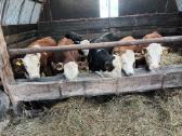 Hereford veislės galvijai - nuotraukos Nr. 3