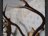 Antilopes ragai - nuotraukos Nr. 5