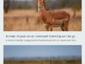 Antilopes ragai - nuotraukos Nr. 3
