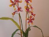 Dirbtinė orchidėja
