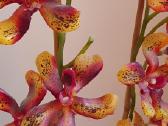Dirbtinė orchidėja - nuotraukos Nr. 2
