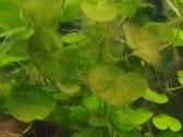 Akvariumo augalai pigiai, Easy-life Profito trąšos - nuotraukos Nr. 8