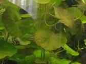 Akvariumo augalai pigiai, Easy-life Profito trąšos - nuotraukos Nr. 12
