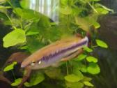 Akvariumo augalai pigiai, Easy-life Profito trąšos - nuotraukos Nr. 9