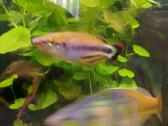 Akvariumo augalai pigiai, Easy-life Profito trąšos - nuotraukos Nr. 11
