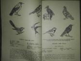 1943. Erzahlungen Über Die Natur (рассказы О Приро - nuotraukos Nr. 4