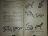 1943. Erzahlungen Über Die Natur (рассказы О Приро - nuotraukos Nr. 5