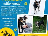 Alytuje išsirinkite sau gyvūną Net iš 350 - nuotraukos Nr. 24