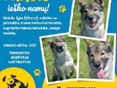 Alytuje išsirinkite sau gyvūną Net iš 350 - nuotraukos Nr. 25