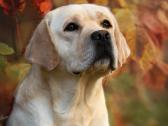 Labradoro retriveris reproduktorius
