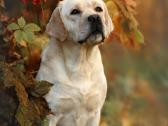Labradoro retriveris reproduktorius - nuotraukos Nr. 7