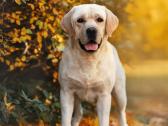 Labradoro retriveris reproduktorius - nuotraukos Nr. 10