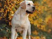 Labradoro retriveris reproduktorius - nuotraukos Nr. 9