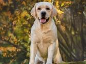 Labradoro retriveris reproduktorius - nuotraukos Nr. 33