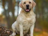 Labradoro retriveris reproduktorius - nuotraukos Nr. 16