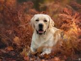 Labradoro retriveris reproduktorius - nuotraukos Nr. 11