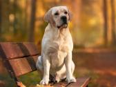 Labradoro retriveris reproduktorius - nuotraukos Nr. 12