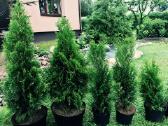 Tujos Smaragd nuo 25cm. iki 1,70 m._akcija! - nuotraukos Nr. 4 | Skelbiu.lt Tujos Smaragd nuo 25cm. iki 1,70 m._akcija! - nuotraukos Nr. 4