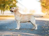 Labradoro retriveris reproduktorius - nuotraukos Nr. 8