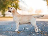 Labradoro retriveris reproduktorius - nuotraukos Nr. 6