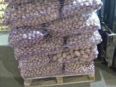 Pašarinės (nekondicinės) bulvės 0,08eur/kg - nuotraukos Nr. 2