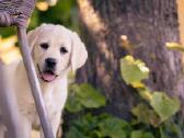 Kilmingi Labradoro Retriveriai Iš Veislyno - nuotraukos Nr. 8