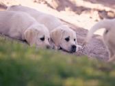 Kilmingi Labradoro Retriveriai Iš Veislyno - nuotraukos Nr. 2
