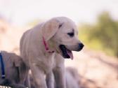 Kilmingi Labradoro Retriveriai Iš Veislyno - nuotraukos Nr. 10