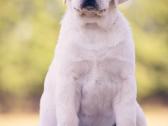 Kilmingi Labradoro Retriveriai Iš Veislyno - nuotraukos Nr. 12
