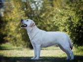 Kilmingi Labradoro Retriveriai Iš Veislyno - nuotraukos Nr. 16