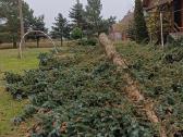 Medžių pjovimas, genėjimas, žolės pjovimas - nuotraukos Nr. 3