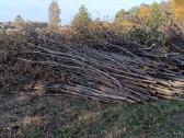 Medžių pjovimas, genėjimas, žolės pjovimas - nuotraukos Nr. 21