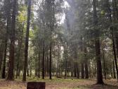 Ramus poilsis dviems miško apsuptyje - nuotraukos Nr. 13