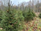 Kalėdinės eglės. Kėniai, sidabrinės,lietuviškos. - nuotraukos Nr. 13