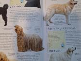Šunys. enciklopedija Dk Serija - nuotraukos Nr. 5