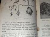 Tarpukario knygutė - nuotraukos Nr. 5