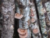 Parduodami švieži ir džiovinti Shiitake grybai - nuotraukos Nr. 7