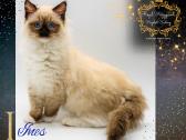 Ragdoll Veislynas Rezervacija - nuotraukos Nr. 2
