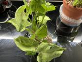 Syngonium Gray Ghost