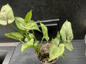 Syngonium Gray Ghost - nuotraukos Nr. 2