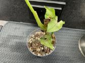 Syngonium Gray Ghost - nuotraukos Nr. 3