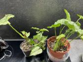Syngonium Gray Ghost - nuotraukos Nr. 4