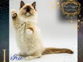 Ragdoll Veislynas Rezervacija