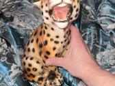Keramikinis leopardas - nuotraukos Nr. 8