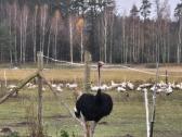 Parduodu 4 metų amžiaus afrikinį strutį.