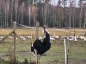Parduodu 4 metų amžiaus afrikinį strutį. - nuotraukos Nr. 2