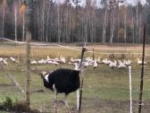 Parduodu 4 metų amžiaus afrikinį strutį. - nuotraukos Nr. 3