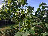 Paulovnija (Paulownia) Pao Tong Zet-07 (hibridas) - nuotraukos Nr. 3