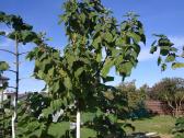 Paulovnija (Paulownia) Pao Tong Zet-07 (hibridas) - nuotraukos Nr. 4