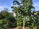Paulovnija (Paulownia) Pao Tong Zet-07 (hibridas) - nuotraukos Nr. 5